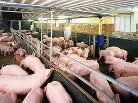 Giá heo hơi có thể tăng vọt lên 70.000 đồng/kg