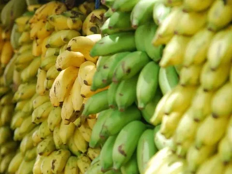 Giới khoa học tạo ra 'siêu chuối' giàu dinh dưỡng có thể cứu hàng triệu người