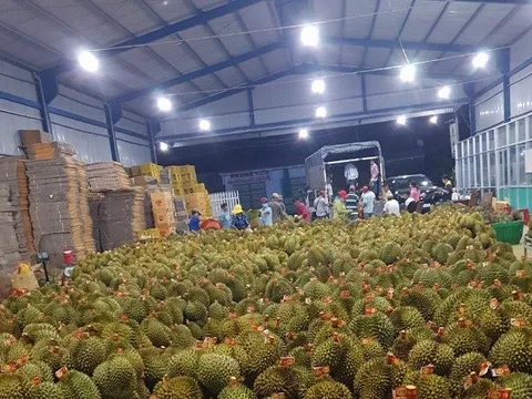 Xuất khẩu sầu riêng sang Trung Quốc tăng 10 lần trong 1 tháng
