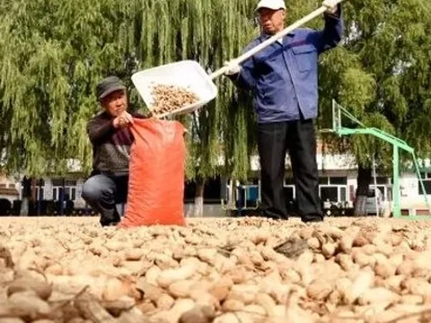 Điểm danh các mặt hàng nông sản xuất khẩu tỷ USD trong 6 tháng đầu năm, quán quân tăng mạnh đến 182%