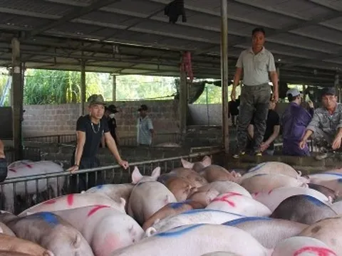Giá heo hơi tăng cao, vì sao người chăn nuôi vẫn khó tái đàn?