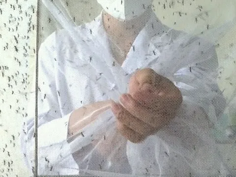 Lạ lùng nghề ngồi im cho hàng trăm con muỗi hút máu, nuôi muỗi như 'chăm trẻ'