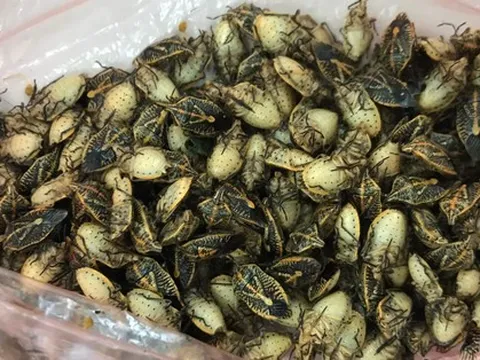 CLIP: Ăn món đặc sản bọ xít, 5 người nhập viện, 2 người nguy kịch