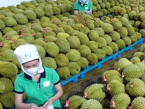 Xuất khẩu rau quả có thể đạt trên 5 tỷ USD