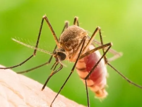 Loại cây đuổi muỗi hiệu quả nên trồng trong nhà