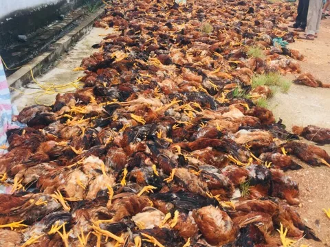 Hàng chục người "giải cứu" gần 8.000 con gà bị chết ngạt