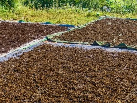 Mặt hàng Việt Nam đứng thứ 5 trên thế giới “đắt hàng” tại quốc gia châu Âu, xuất khẩu tăng hơn 1.000% trong 5 tháng đầu năm