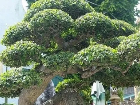 'Báu vật phát lộc' ở Việt Nam: Trả 20 tỷ chưa chắc mua nổi, xứng danh 'vua của các loài cây'