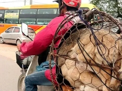 Hà Nội nói không với thịt chó, mèo: Cần truyền thông trong thời gian dài