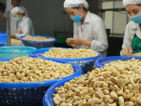 Xuất khẩu hạt điều mang về hơn 1,6 tỷ USD