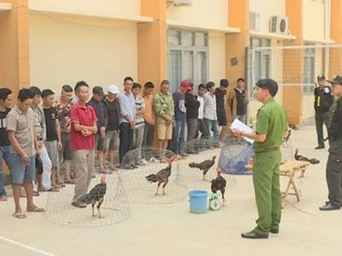 Phá sới gà "khủng" bắt 142 người đang đá gà ăn tiền
