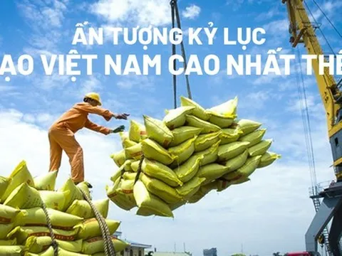 Ấn tượng kỷ lục giá gạo Việt Nam cao nhất thế giới