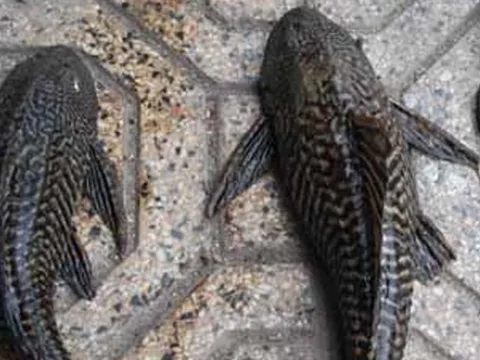 Ăn cá lau kiếng, bé gái 13 tuổi tử vong