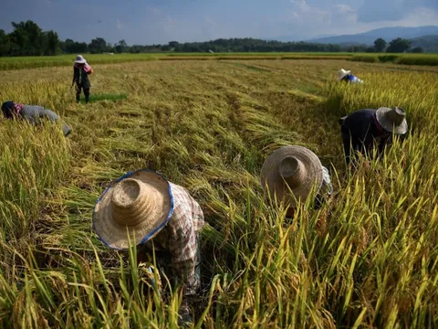 El Nino đang đe doạ vụ mùa lúa gạo trên khắp châu Á