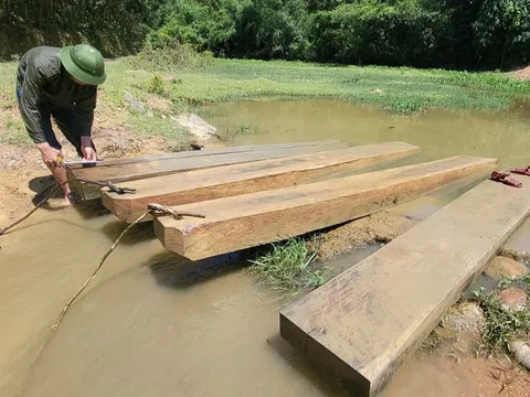 Bị phạt 10 triệu đồng vì chặt 2 cây gỗ về đóng quan tài