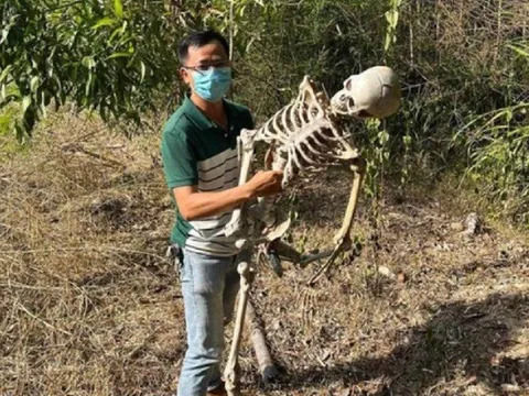 Quảng Nam: Sự thật về "bộ xương người" được phát hiện trong rừng