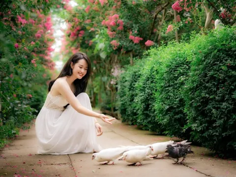 Giới trẻ thích thú khoe sắc bên hoa tường vi nở rộ