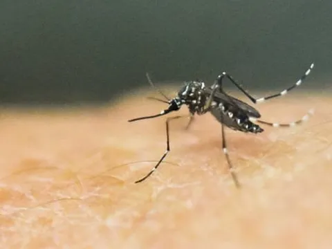 Tăng cường công tác phòng, chống dịch bệnh do muỗi truyền vì hiện tượng El Nino