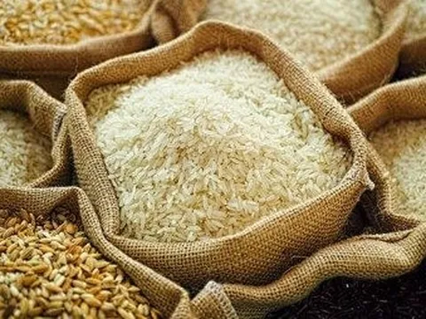 Gạo lãng phí ở châu Á thải ra hơn 600 triệu tấn khí nhà kính mỗi năm