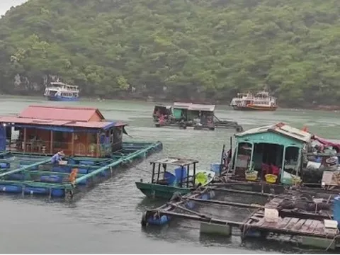Tạm dừng các hoạt động tham quan trên Vịnh Cát Bà từ trưa 17/7