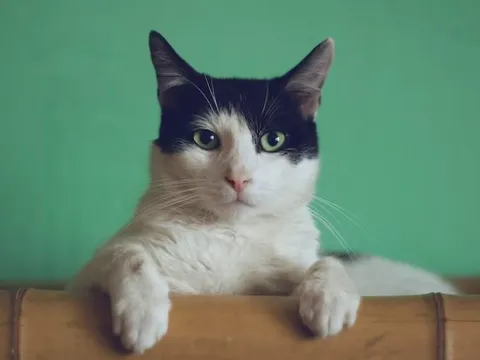 Cúm cực độc nhảy loài, mèo chết hàng loạt: WHO đánh giá nguy cơ ở người