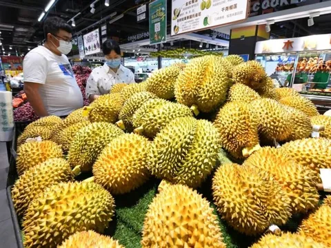 Con rể biếu mẹ vợ tương lai, quà cưới, quà sinh nhật: Sầu riêng bỗng trở thành 'thứ tồn tại duy nhất, thứ khác có hay không không quan trọng' tại quốc gia này - Việt Nam, Thái Lan 'mở cờ trong bụng'