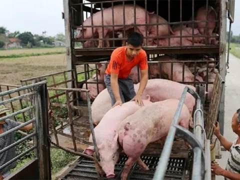 Giá lợn hơi cao nhất năm: Lý do người nuôi không vội tái đàn