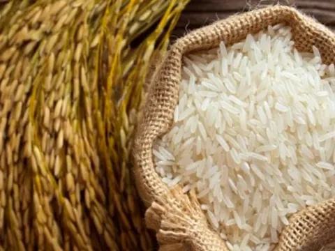 Giá gạo Việt tăng cao, cơ hội xuất khẩu đã đến