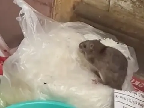 Xôn xao hình ảnh con chuột "chễm chệ" trên túi bún tại quán bún trộn