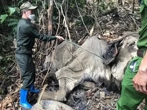 Xác minh nguyên nhân voi “khổng lồ” chết ở khu vực rừng Hà Tĩnh