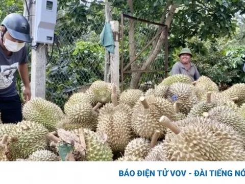 Giá sầu riêng tăng cao, Đắk Lắk dự kiến có mùa bội thu kỷ lục