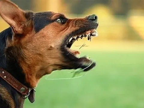 Nghệ An: Bé gái 5 tuổi ngồi trước nhà bất ngờ bị chó lao vào tấn công