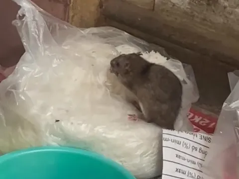 Công an vào cuộc vụ clip con chuột "chễm chệ" trên túi bún