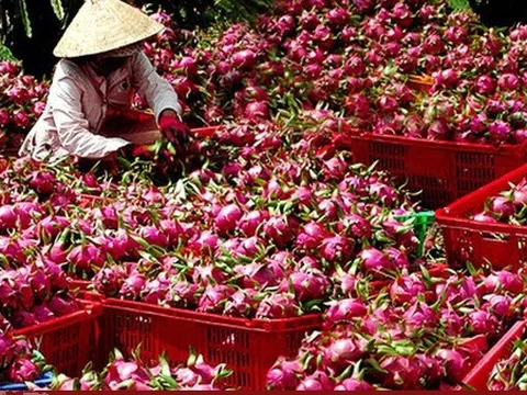 Bộ NN&PTNT đề nghị siết chặt kiểm tra trái cây xuất khẩu sang Trung Quốc