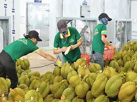 Trung Quốc cảnh báo sầu riêng, xoài, nhãn Việt vi phạm kiểm dịch thực vật