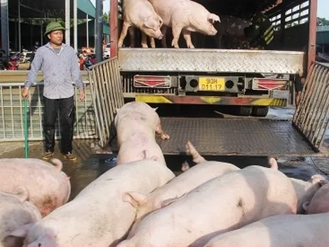 Tăng giá chưa lâu, heo hơi trong nước đã phải đối đầu heo nhập giá rẻ ồ ạt đổ về
