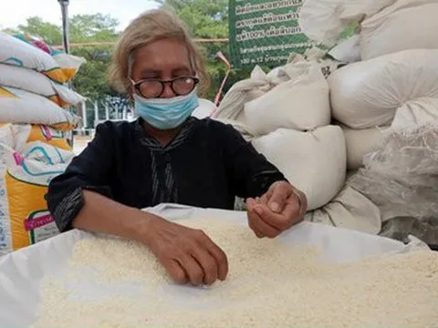 Thái Lan lo giá gạo tăng sau khi Ấn Độ hạn chế xuất khẩu