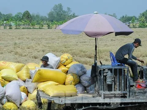 Ấn Độ cấm xuất khẩu gạo: Cơ hội thế nào, rủi ro ra sao với Việt Nam?