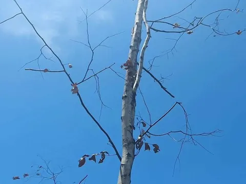 Số phận lay lắt của gần 100 cây Sao đen bứng đi rồi trồng lại ở Huế