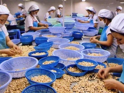 Hé lộ thủ đoạn tinh vi trong vụ nghi lừa đảo xuất khẩu điều sang Dubai