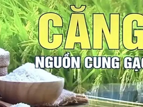 Ấn Độ cấm xuất khẩu gạo: Thị trường lương thực thế giới tiếp tục đón cú sốc