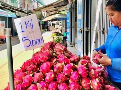 Thanh long rớt giá, nhu cầu biến động: Câu chuyện vị thế của “trái cây tỷ USD”
