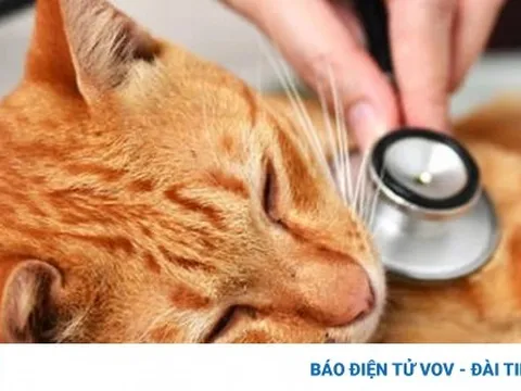 Hàn Quốc phát hiện cúm gia cầm H5N1 ở mèo