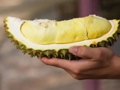 "Nghiện" sầu riêng, người dân Trung Quốc háo hức chờ được nếm đợt sầu riêng tự trồng đầu tiên, nhưng ước mơ 30.000 đồng/kg hãy còn rất xa