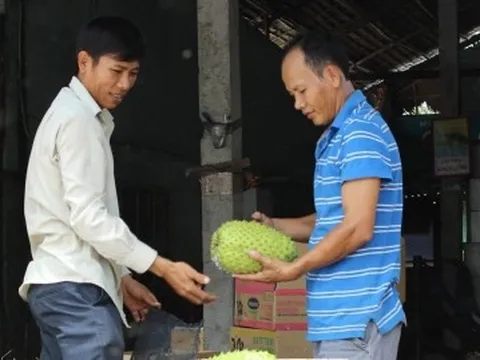 Giá mãng cầu xiêm cao kỷ lục