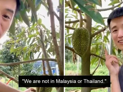 Sầu riêng 'nhà trồng' của Trung Quốc bắt đầu đến vụ nhưng giá gấp 3 hàng nhập khẩu từ Việt Nam - Chuyên gia chốt luôn: 'chưa thể cạnh tranh'