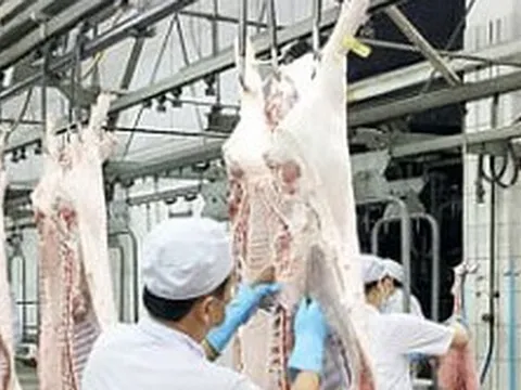 Sản lượng thịt lợn của Việt Nam đứng thứ 6 thế giới