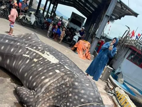 Phát hiện cá nhám voi dài 8 m trôi dạt vào bờ biển