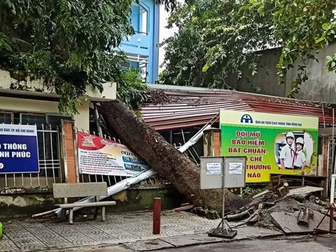 Đồng Nai: Cây xanh bật gốc đè lên phòng bảo vệ trường học