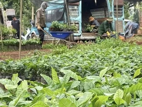 Cà phê nhân Tây Nguyên lập đỉnh giá, cà phê giống "cháy hàng"